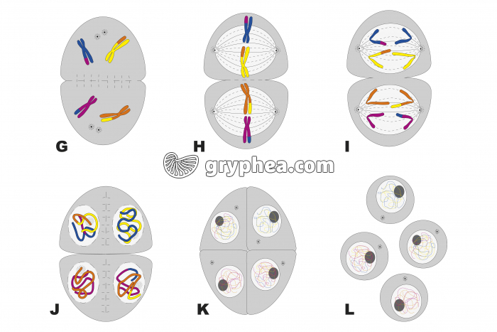 Méiose partie 2 - gryphea.com